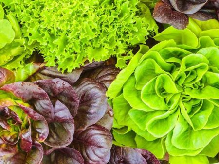 Red Sails Lettuce Vegetable Seed Online Hot Sale