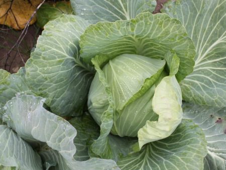 Late Flat Dutch Cabbage Vegetable Seed on Sale