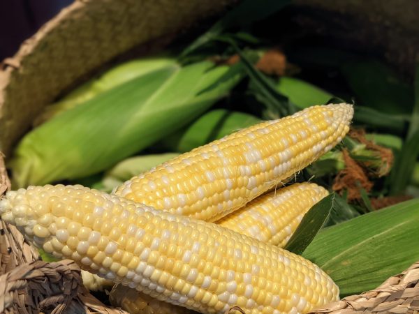 Ambrosia (Bicolor) Sweet Corn Vegetable Seed For Discount