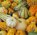 Rupp Fancy Warted Mix Gourd Seed on Sale