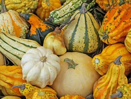 Rupp Fancy Warted Mix Gourd Seed on Sale