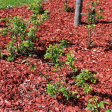 Red Mulch 2 cf bag For Sale