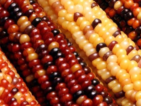 Rainbow Ornamental Corn Vegetable Seed Sale