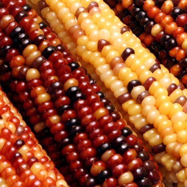 Rainbow Ornamental Corn Vegetable Seed Sale