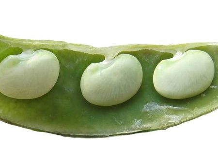 Burpee Improved Lima Bean Vegetable Seed Fashion