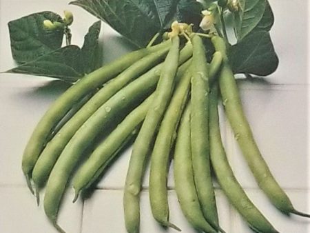 Improved Tendergreen Bush Bean Vegetable Seed For Cheap