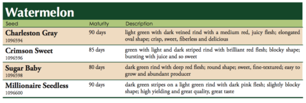 Millionaire Seedless Watermelon Vegetable Seed For Sale