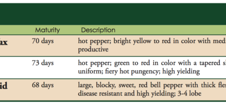 King Arthur Bell Pepper Hybrid Vegetable Seed Supply