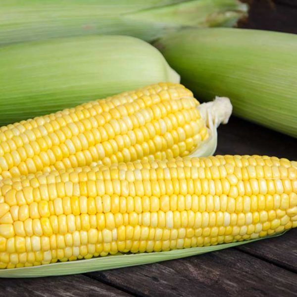 Ambrosia (Bicolor) Sweet Corn Vegetable Seed For Discount