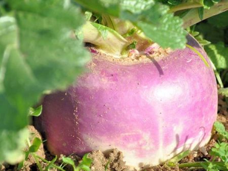 Purple Top White Globe Turnip Vegetable Seed Fashion