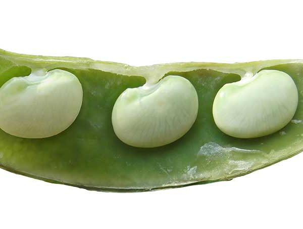 Fordhook 242 Lima Bean Vegetable Seed Online now