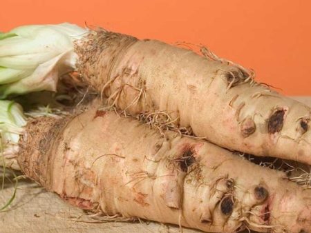 Mammoth Sandwich Island Salsify Vegetable Seed on Sale