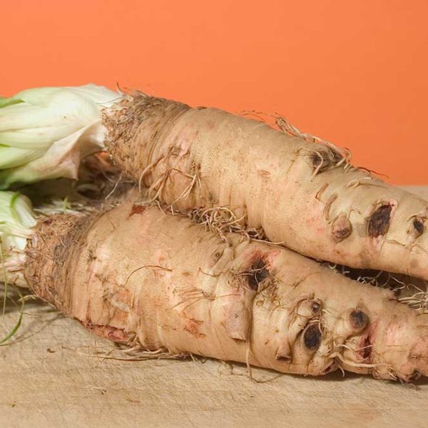 Mammoth Sandwich Island Salsify Vegetable Seed on Sale