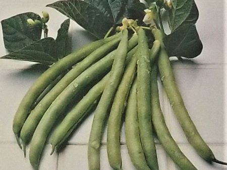 Jade Bush Bean Vegetable Seed Online Sale