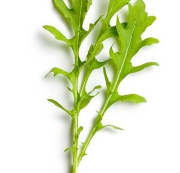 Roquette Arugula Vegetable Seed For Cheap