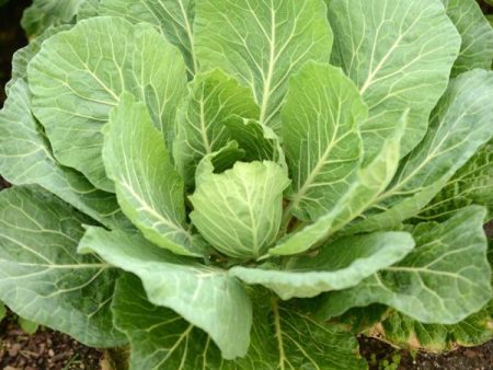 Georgia Southern Collards Vegetable Seed Hot on Sale