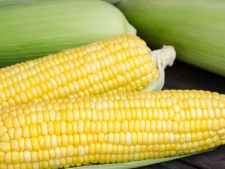 Honey Select (Yellow) Corn Vegetable Seed Cheap