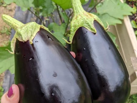 Black Beauty Eggplant Vegetable Seed on Sale