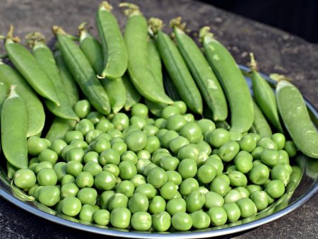 Alaska Pea Vegetable Seed Supply