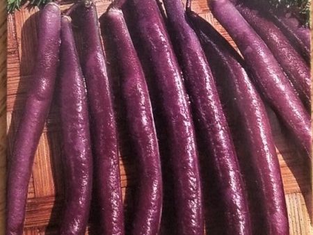 Royal Burgundy Bush Bean Vegetable Seed For Sale