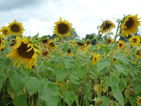 Mammoth Russian Sunflower Seed Online