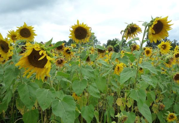 Mammoth Russian Sunflower Seed Online