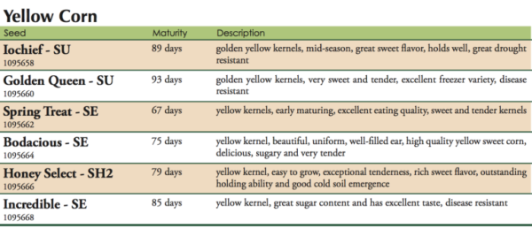 Iochief Su (Yellow) Sweet Corn Vegetable Seed Hot on Sale