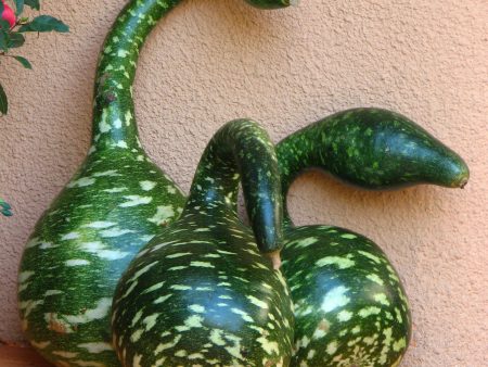 Speckled Swan Gourd Seed on Sale