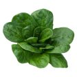 Olympia Spinach Vegetable Seed Discount