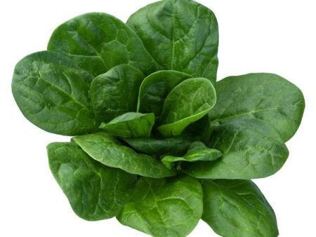 Olympia Spinach Vegetable Seed Discount