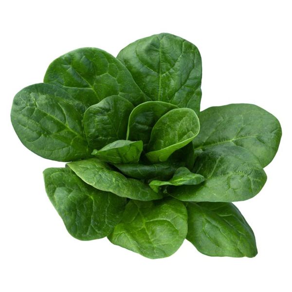 Olympia Spinach Vegetable Seed Discount