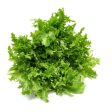 Broad Leaf Batavian Endive Vegetable Seed Online