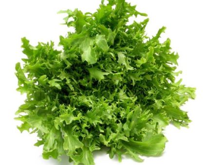 Broad Leaf Batavian Endive Vegetable Seed Online