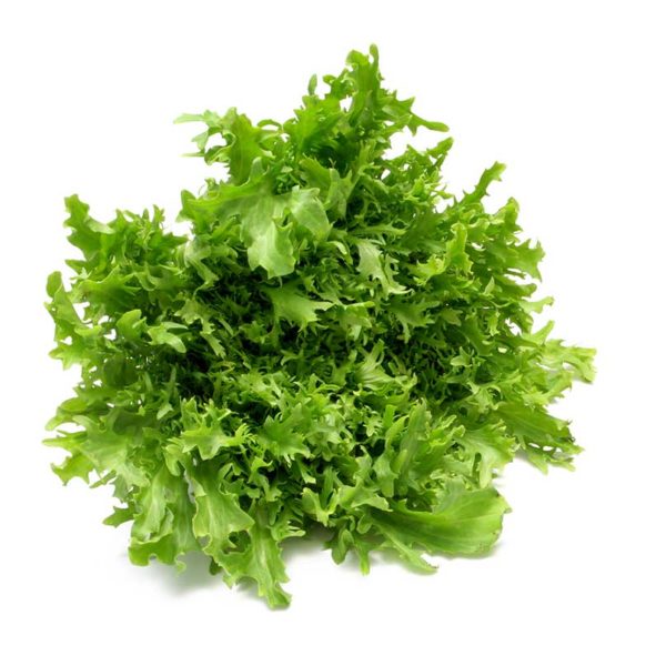 Broad Leaf Batavian Endive Vegetable Seed Online