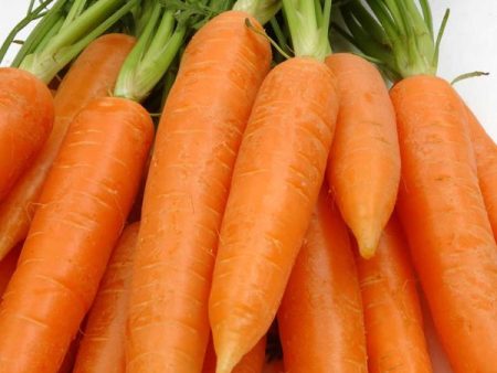 Red Core Chantenay Carrot Vegetable Seed For Sale