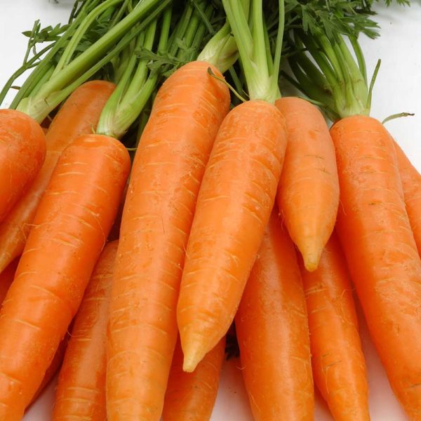 Red Core Chantenay Carrot Vegetable Seed For Sale