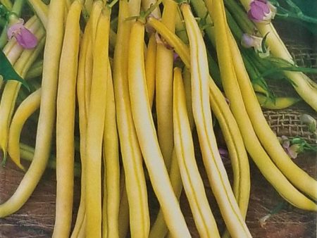 Pencil Pod Waxed Bush Bean Vegetable Seed Cheap