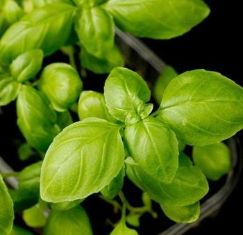 Italian Large Leaf Basil Herb Seed Fashion