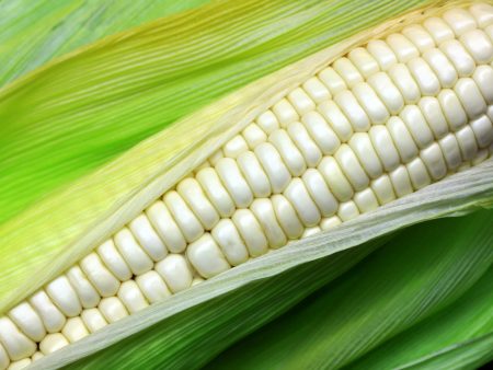 Silver King (White) Sweet Corn Vegetable Seed Sale