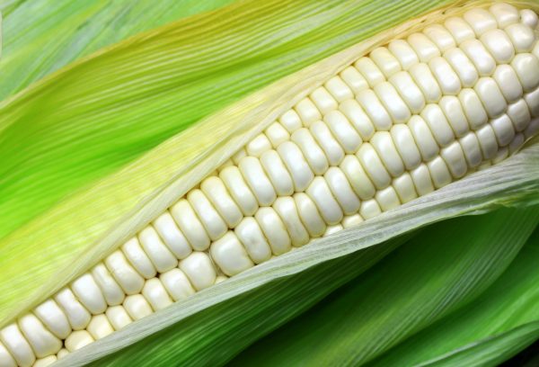 Silver King (White) Sweet Corn Vegetable Seed Sale