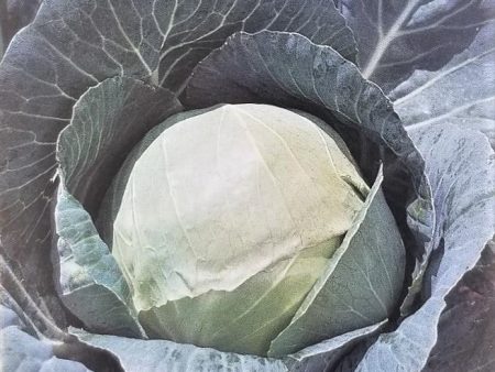 Bravo Hybrid Cabbage Vegetable Seed on Sale