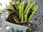 Royal Burgundy Bush Bean Vegetable Seed For Sale