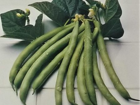 Kentucky Wonder Pole Bean Vegetable Seed Fashion