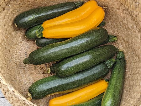 Cashflow Zucchini Hybrid Vegetable Seed Online