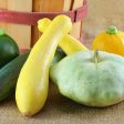 Early Summer Crookneck Squash Vegetable Seed on Sale