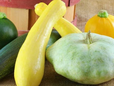 Early Summer Crookneck Squash Vegetable Seed on Sale