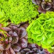 Romaine or Paris Island Cos Lettuce Vegetable Seed Online Sale