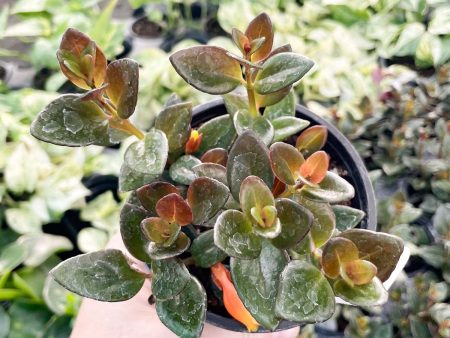 Black Gold Nematanthus (Goldfish Plant) Online Hot Sale