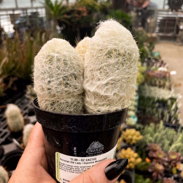 Espostoa melanostele - Peruvian Old Lady Cactus Supply