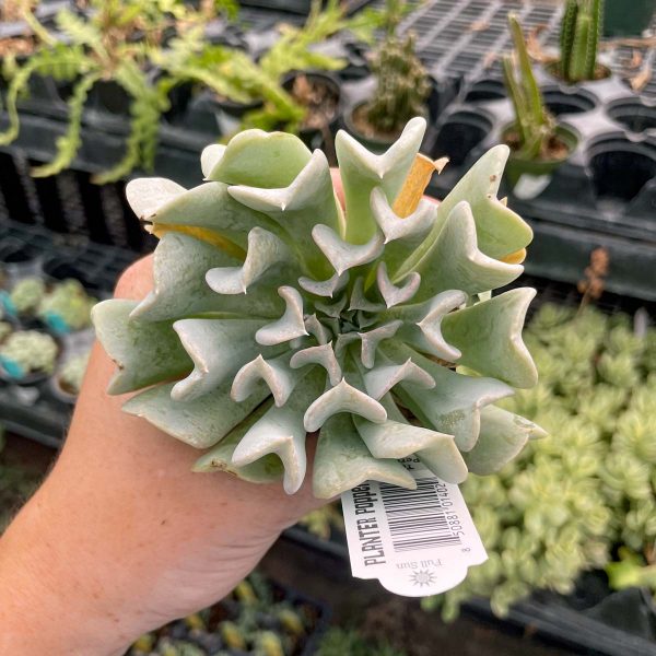 Topsy Turvy Echeveria Supply